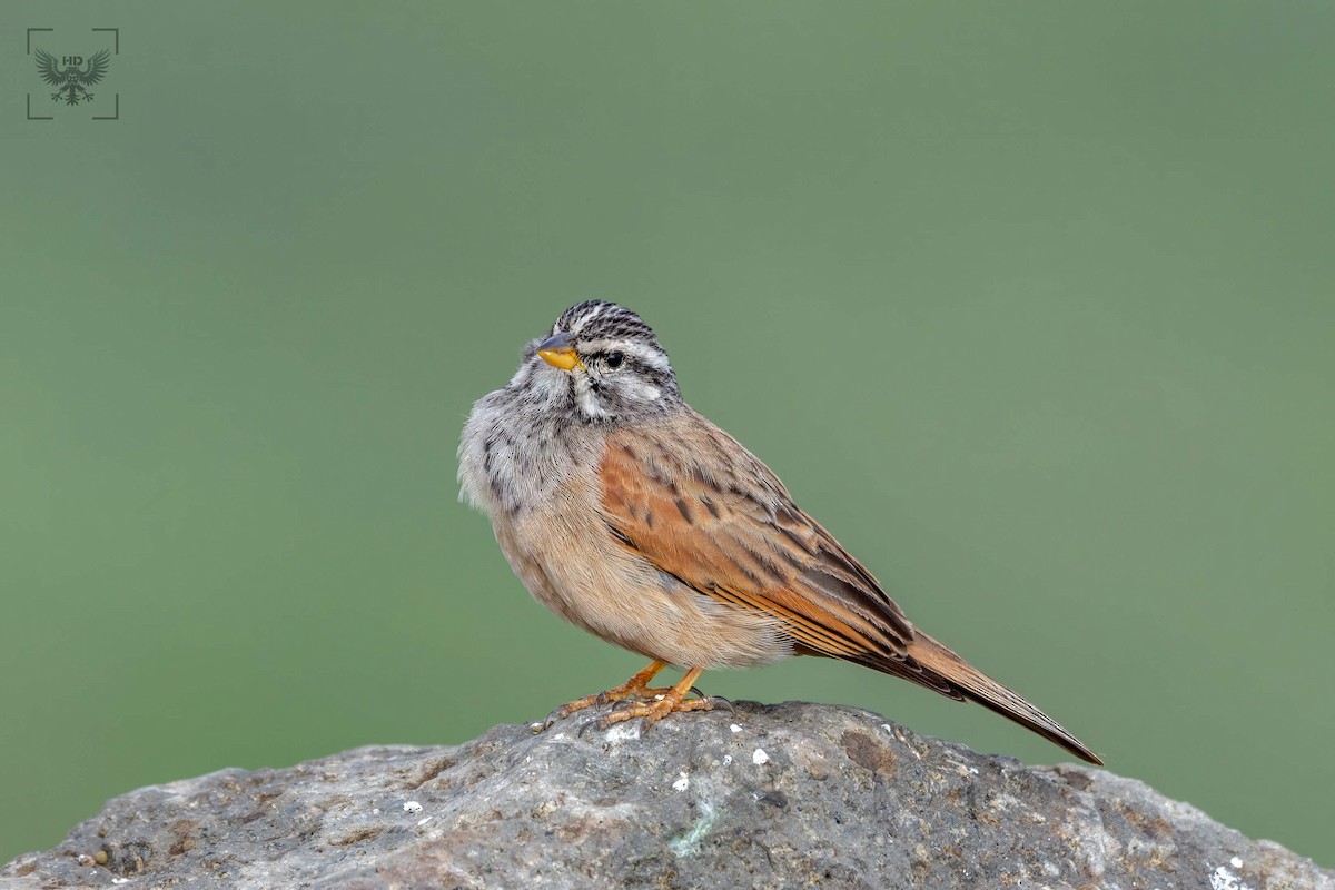 Striolated Bunting - ML622354520