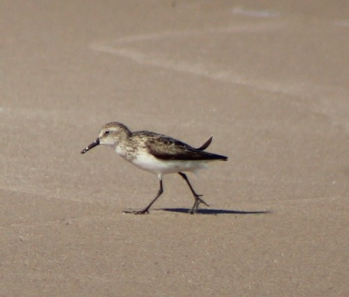 sandsnipe - ML622354522