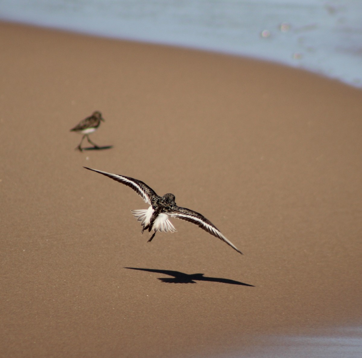 Sanderling - ML622354526