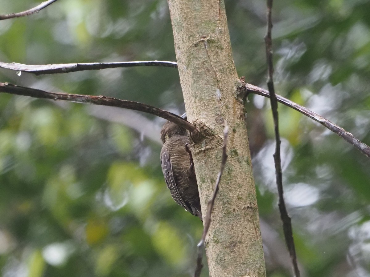 Buff-necked Woodpecker - Mohamed Fazlin