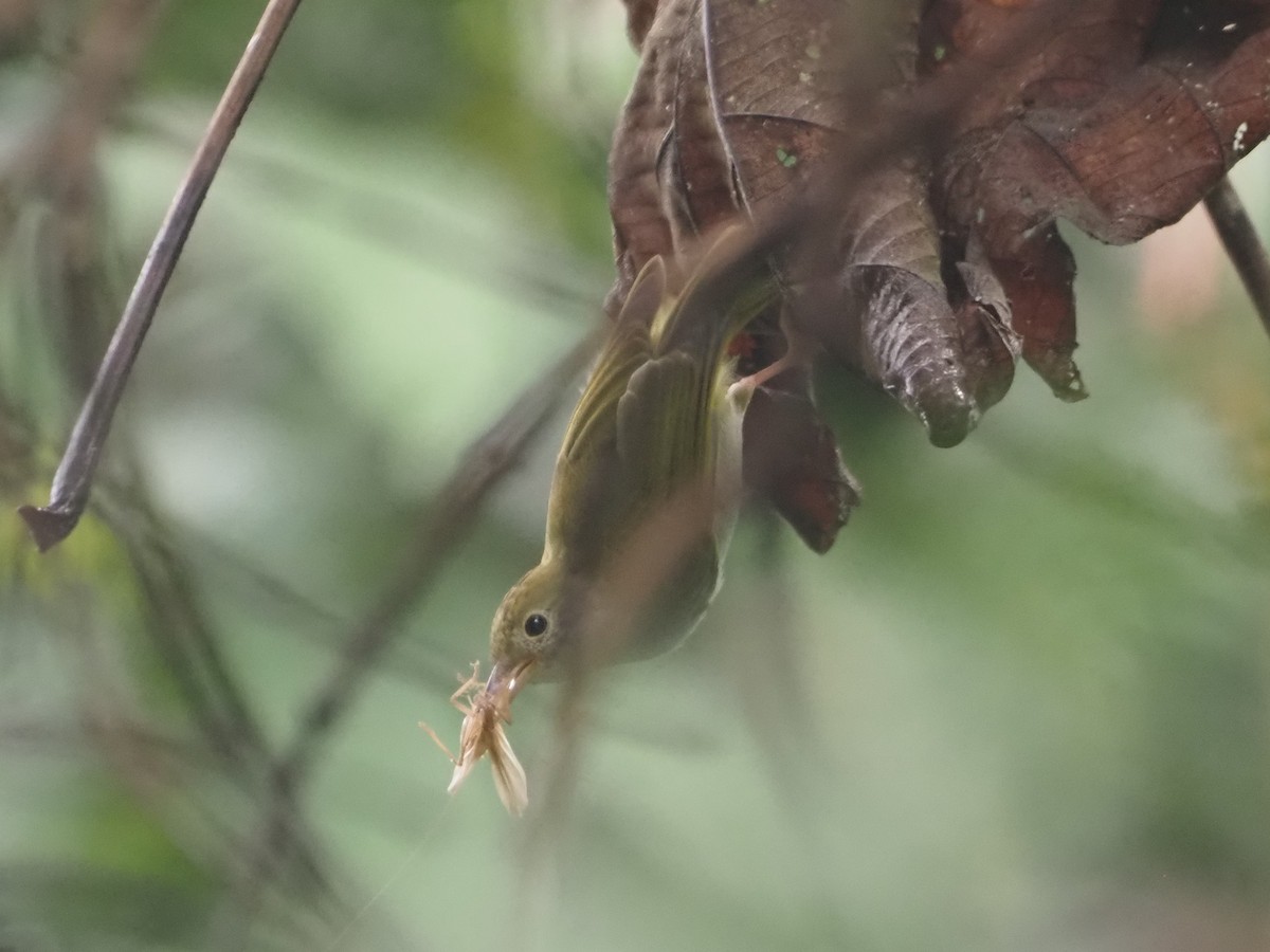 White-bellied Erpornis - ML622354543