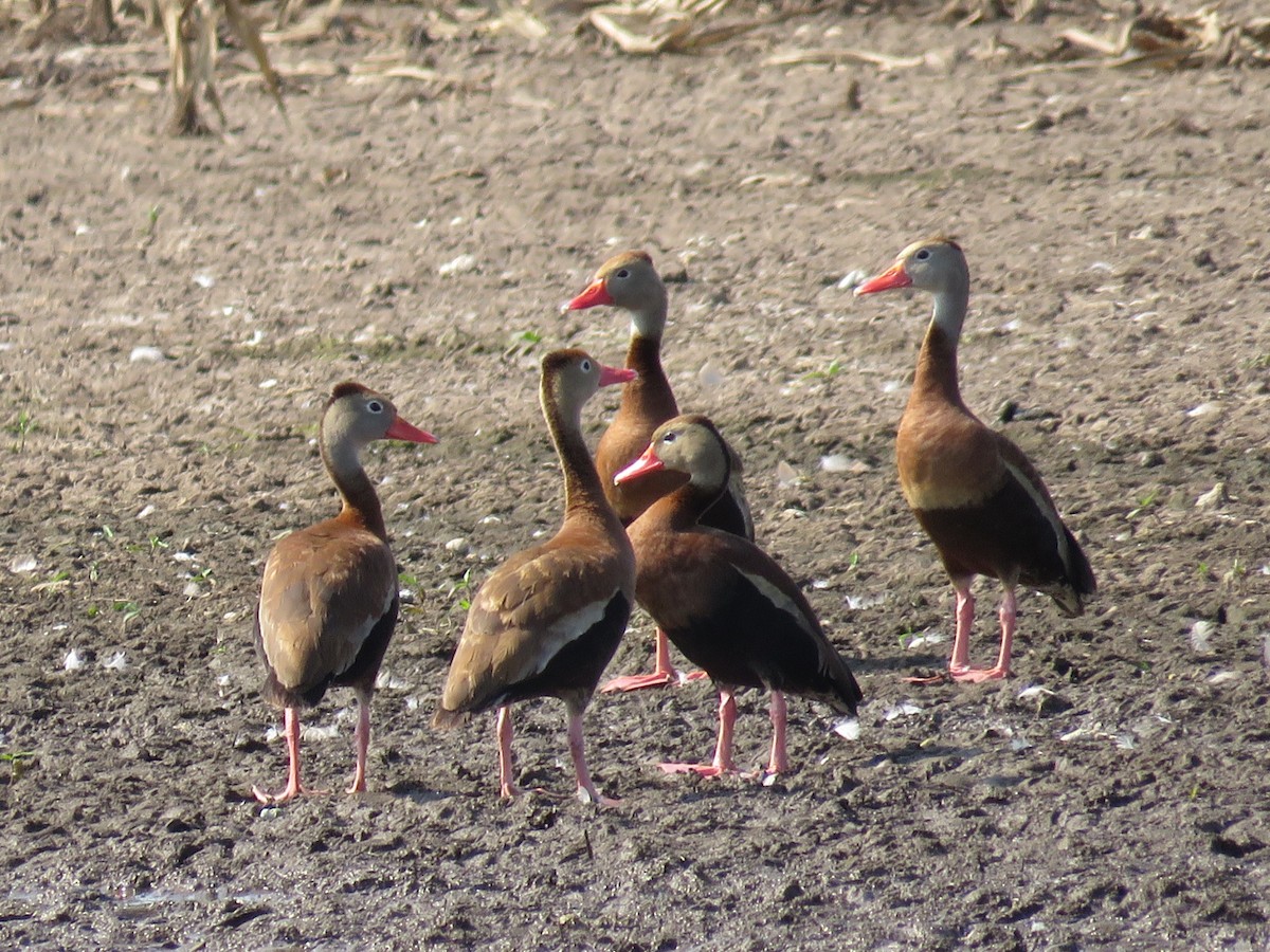 Black-bellied Whistling-Duck - ML622354556
