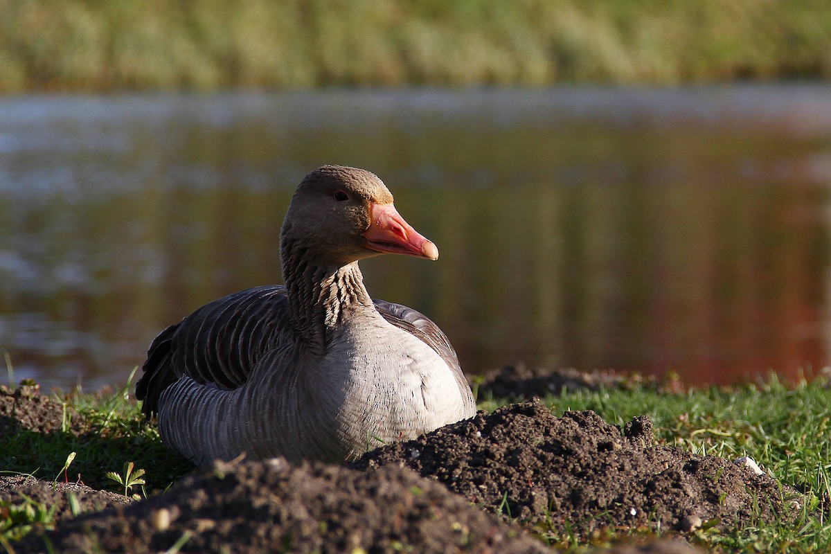 Graylag Goose - ML622354564