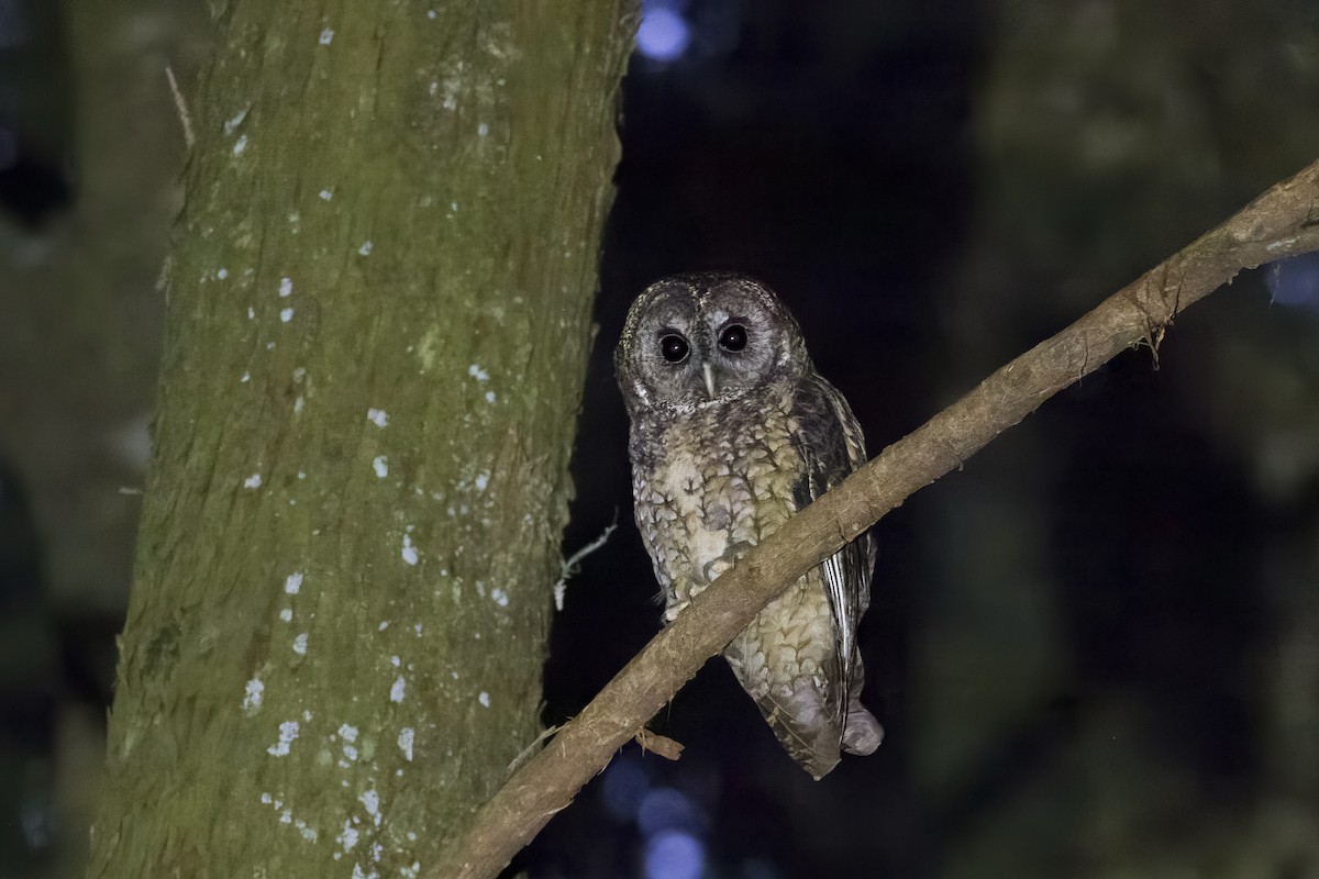 Himalayan Owl - ML622354565