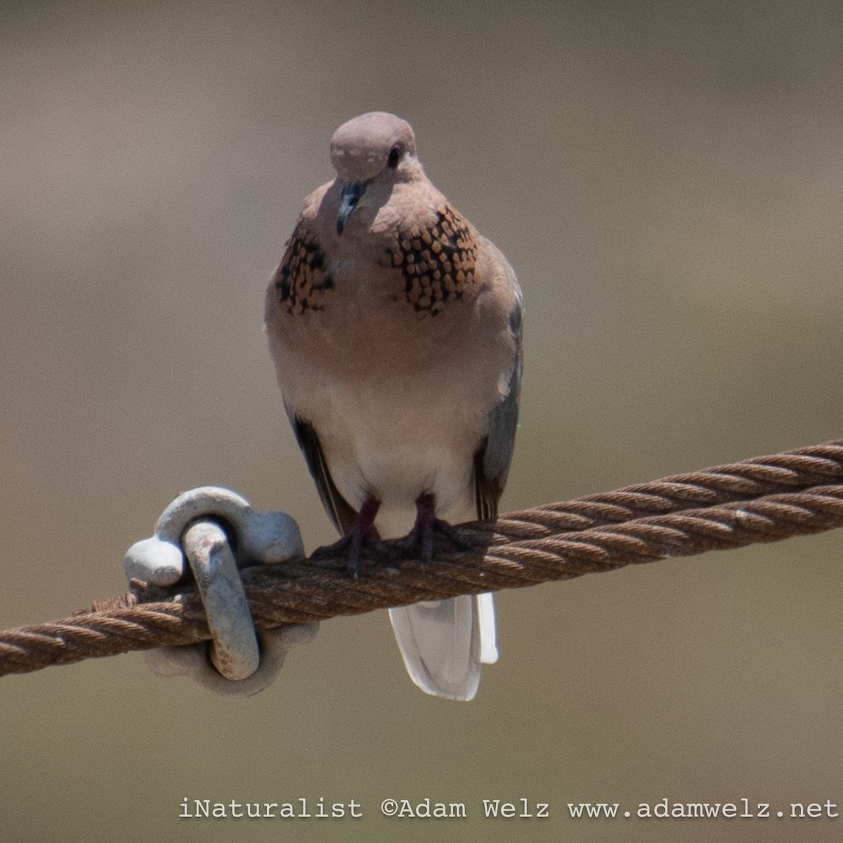 Laughing Dove - ML622354577