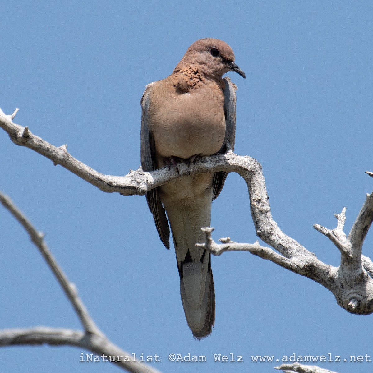 Laughing Dove - ML622354578