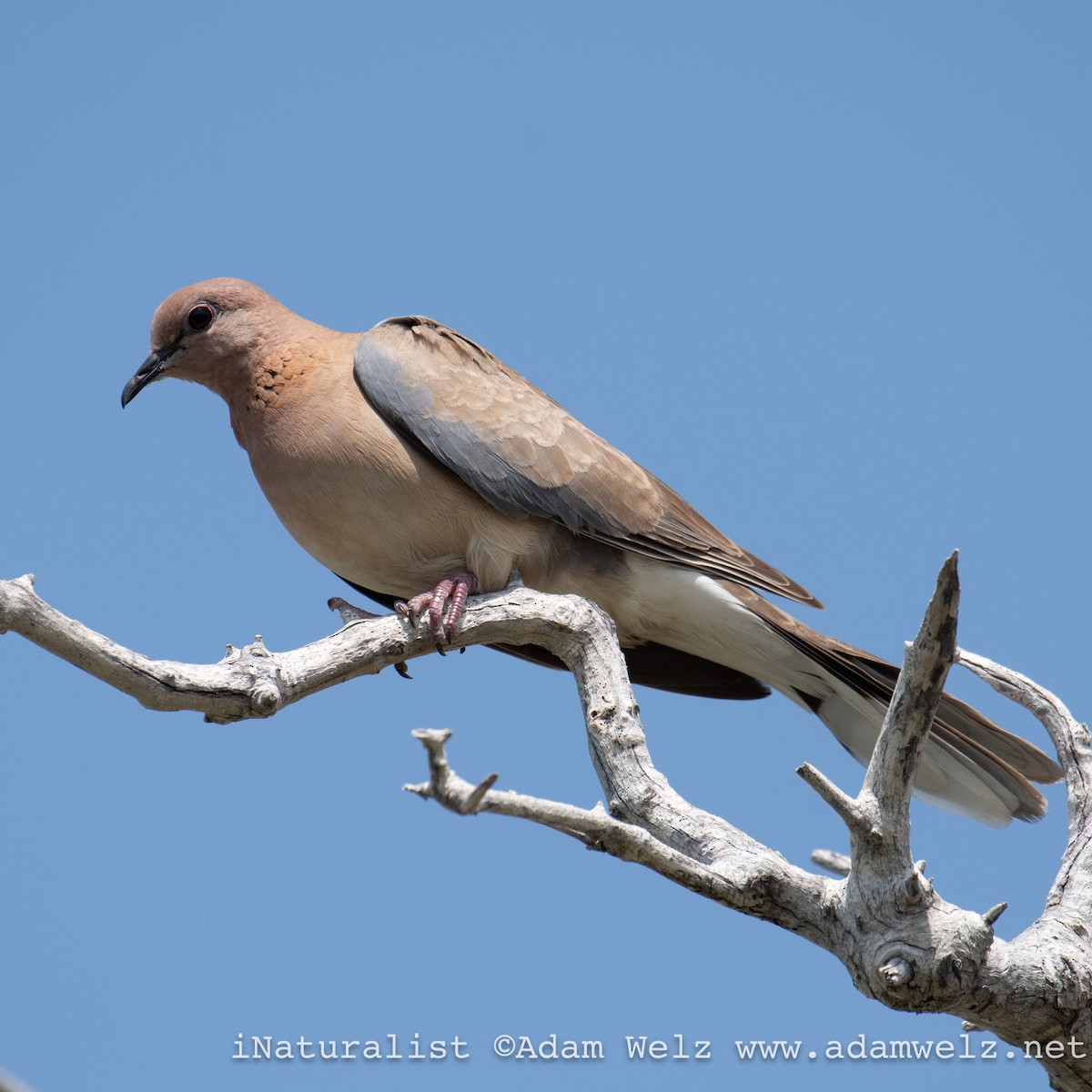 Laughing Dove - ML622354579