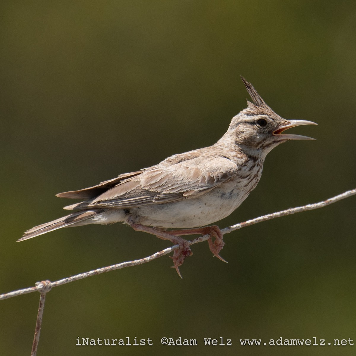 Crested Lark - ML622354584