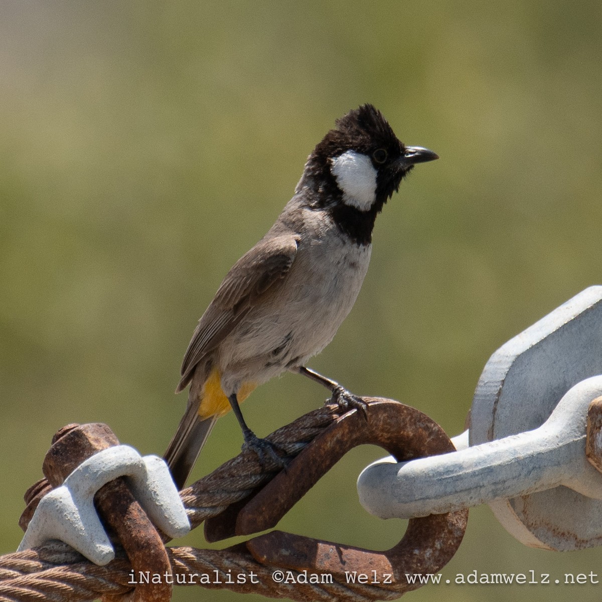 Bulbul à oreillons blancs - ML622354589