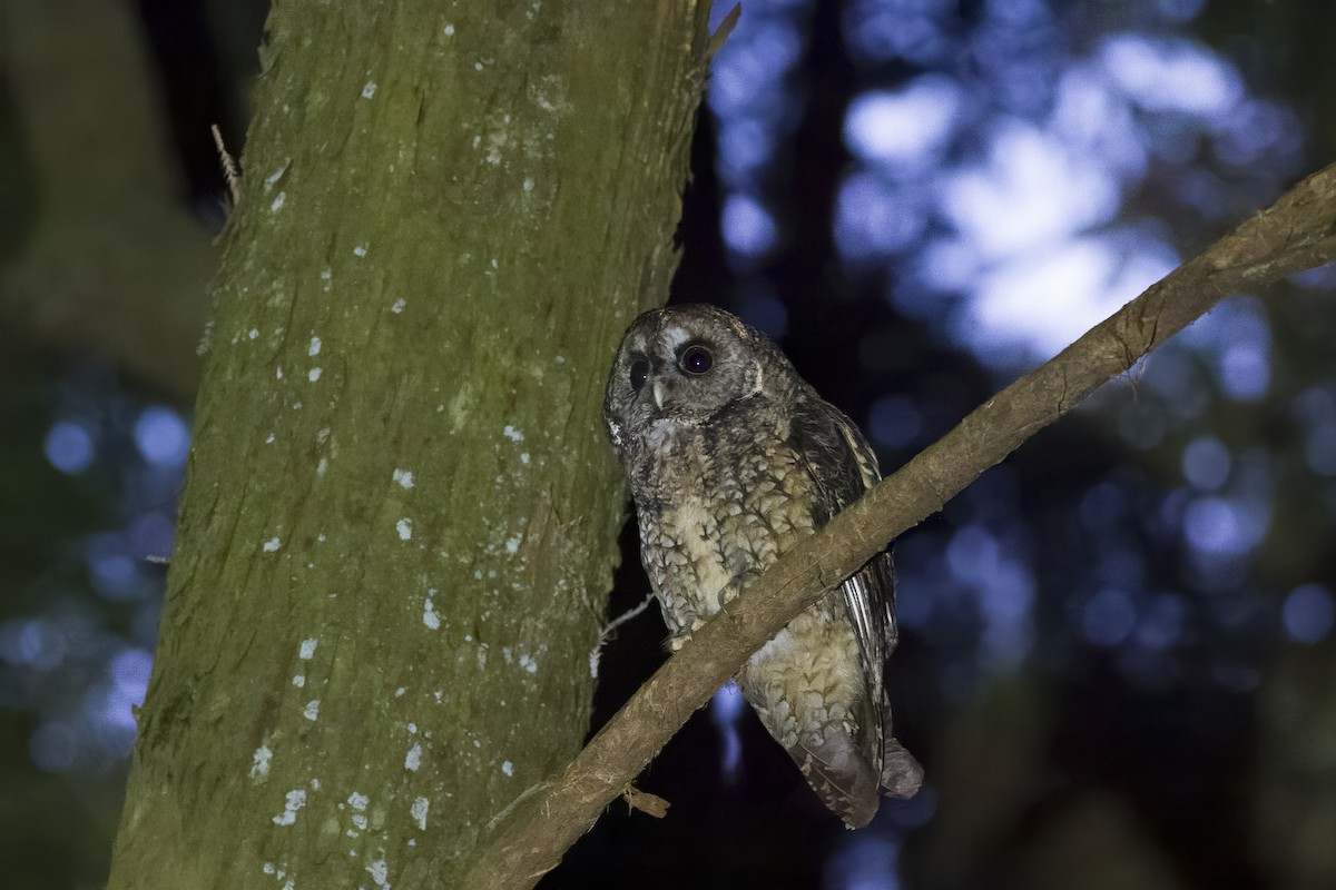 Himalayan Owl - ML622354590