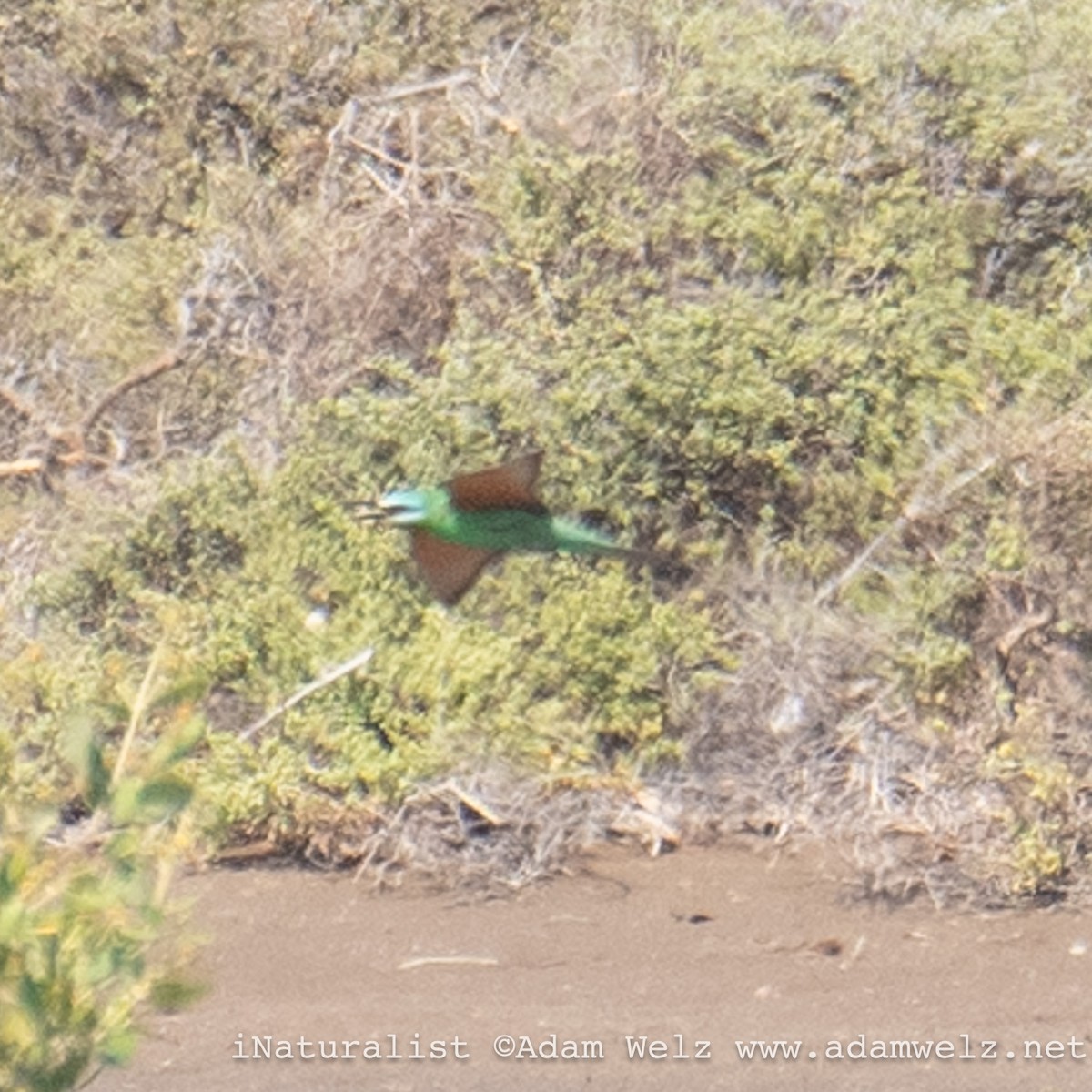 Blue-cheeked Bee-eater - Adam Welz