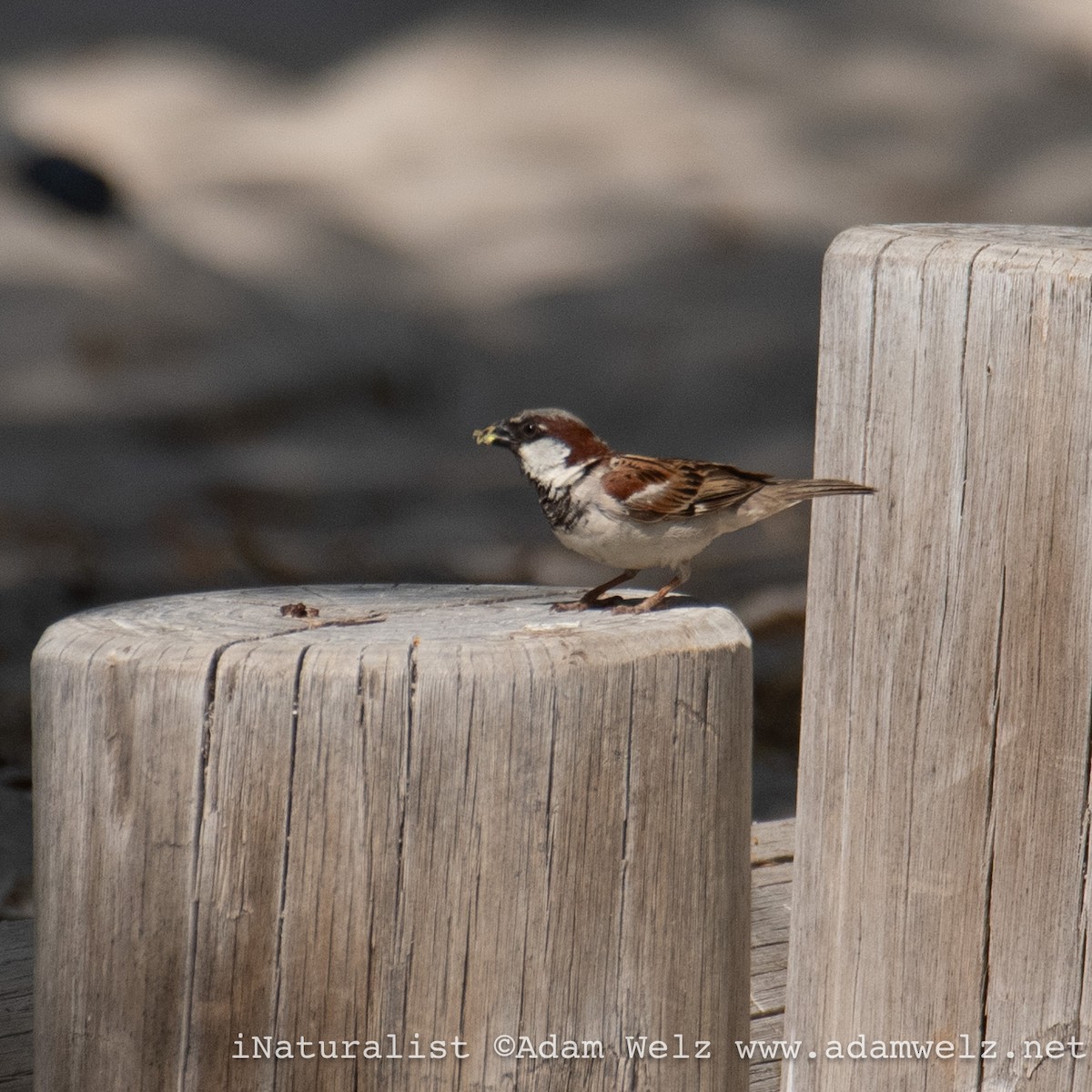 Moineau domestique - ML622354607