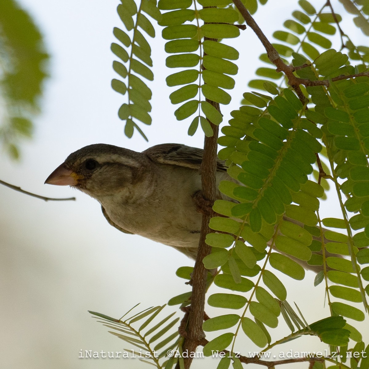 House Sparrow - ML622354608