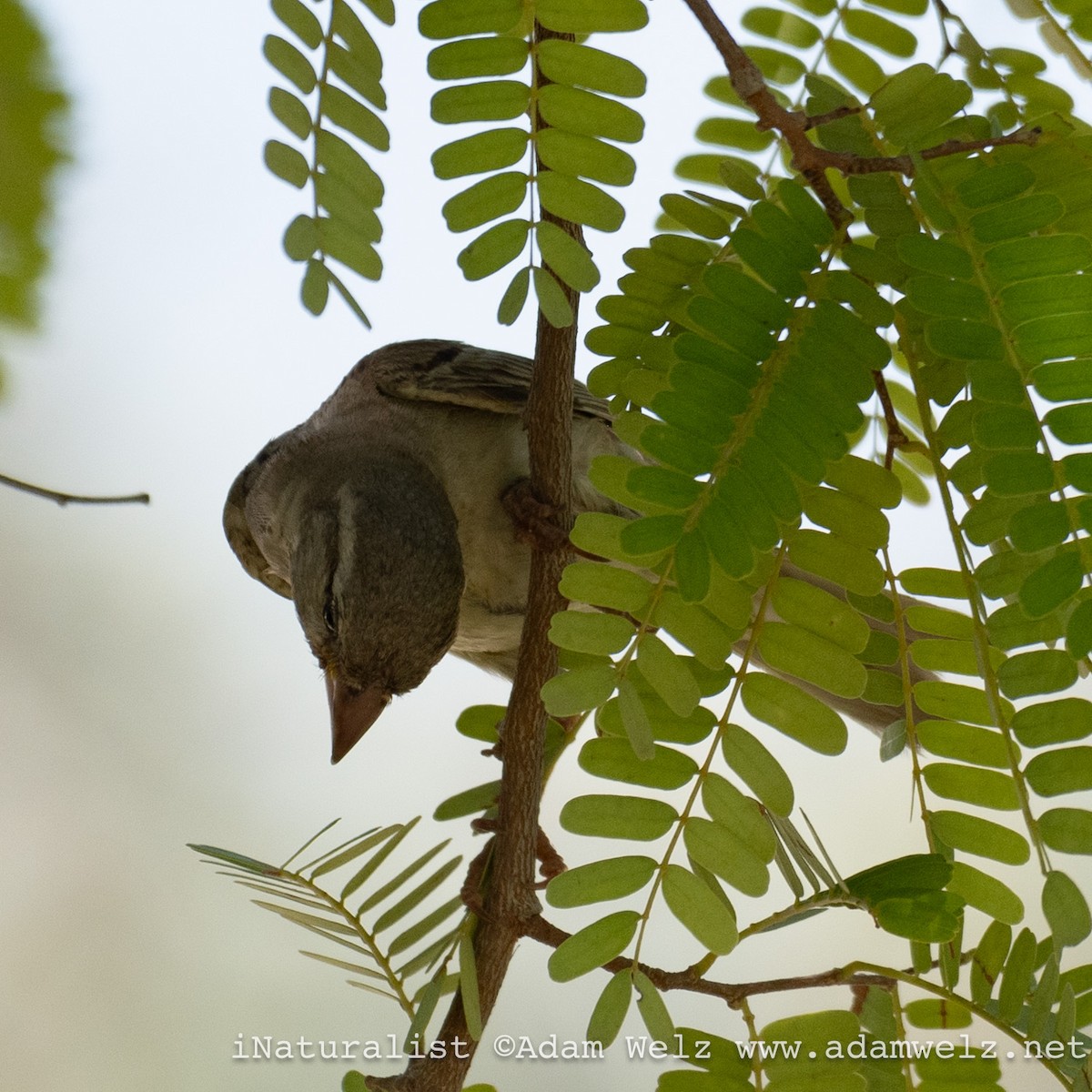 Moineau domestique - ML622354609