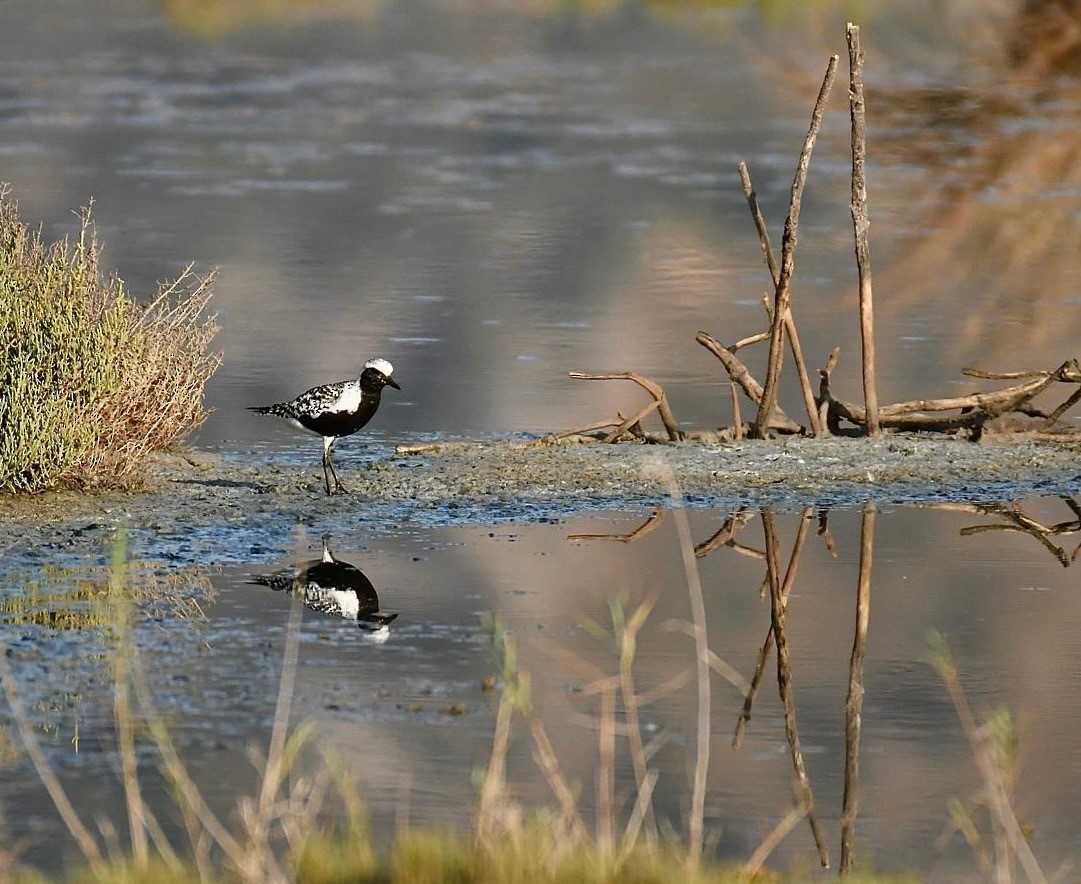 Black-bellied Plover - ML622354611