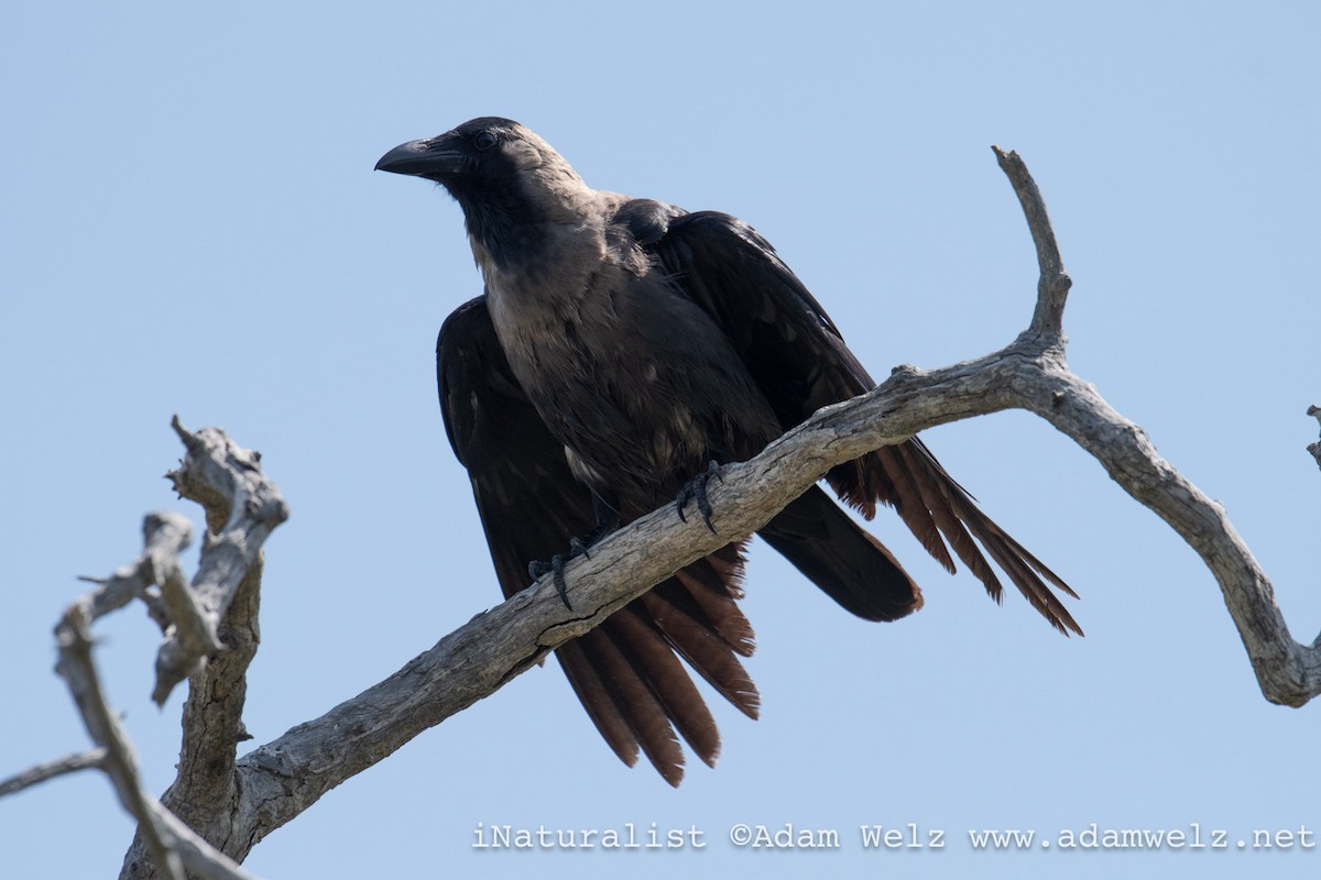 Corbeau familier - ML622354613