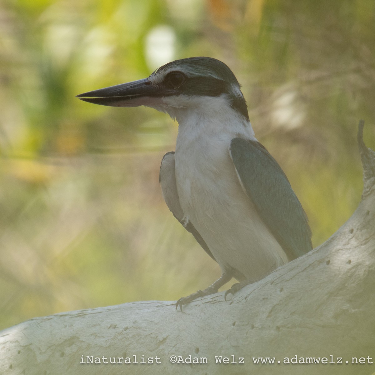 Collared Kingfisher (Arabian) - Adam Welz