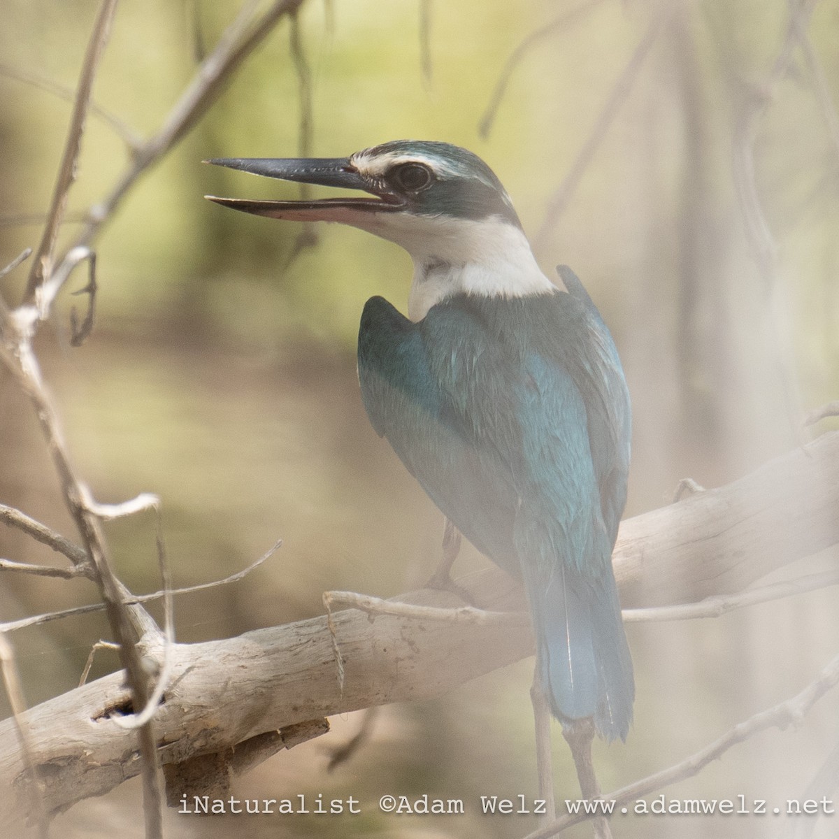 Collared Kingfisher (Arabian) - ML622354620