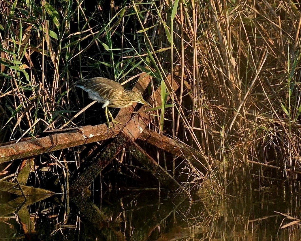 Squacco Heron - ML622354719