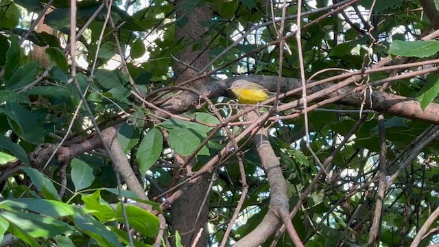 Magnolia Warbler - ML622354726