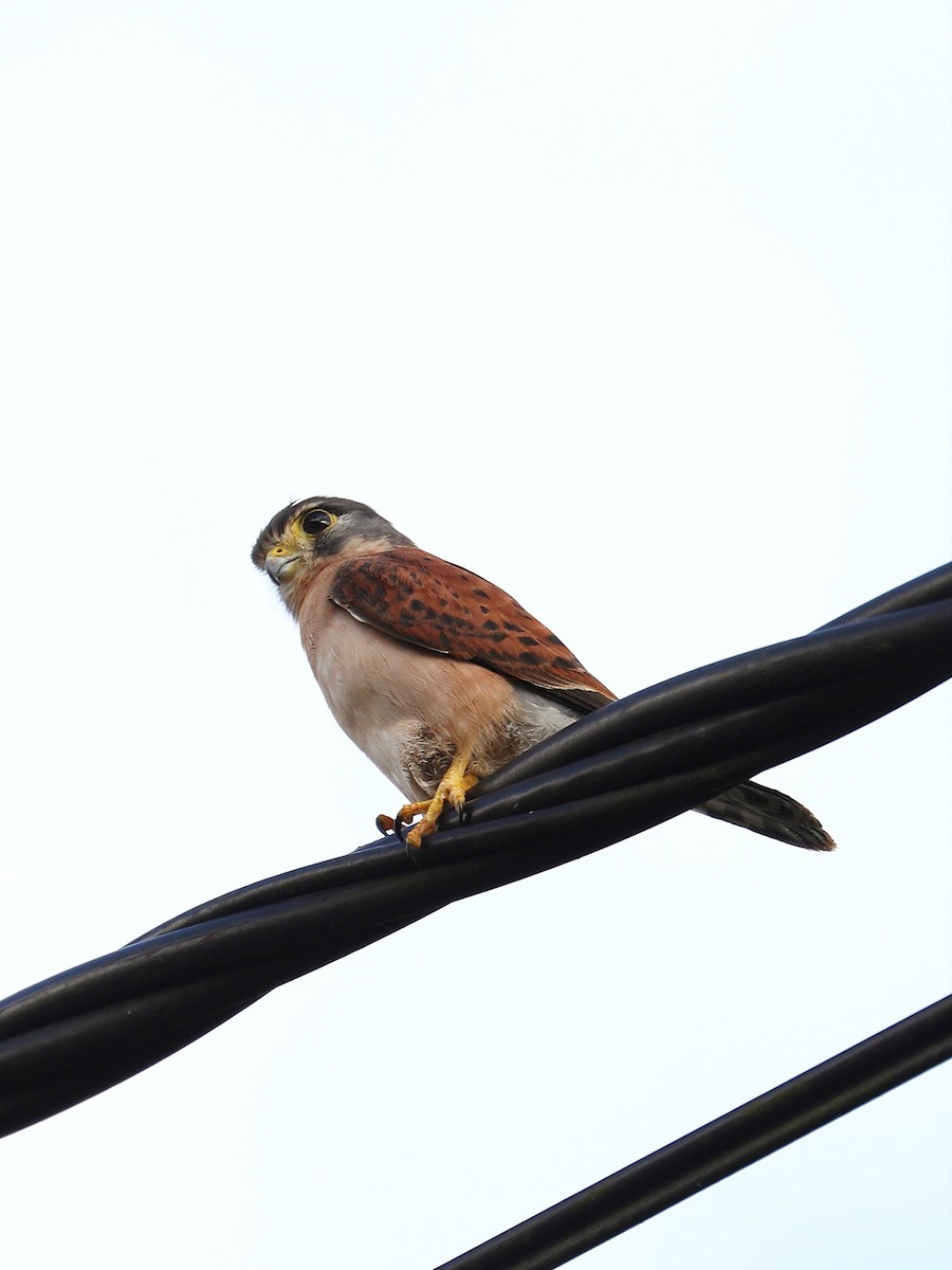 Seychelles Kestrel - ML622354753