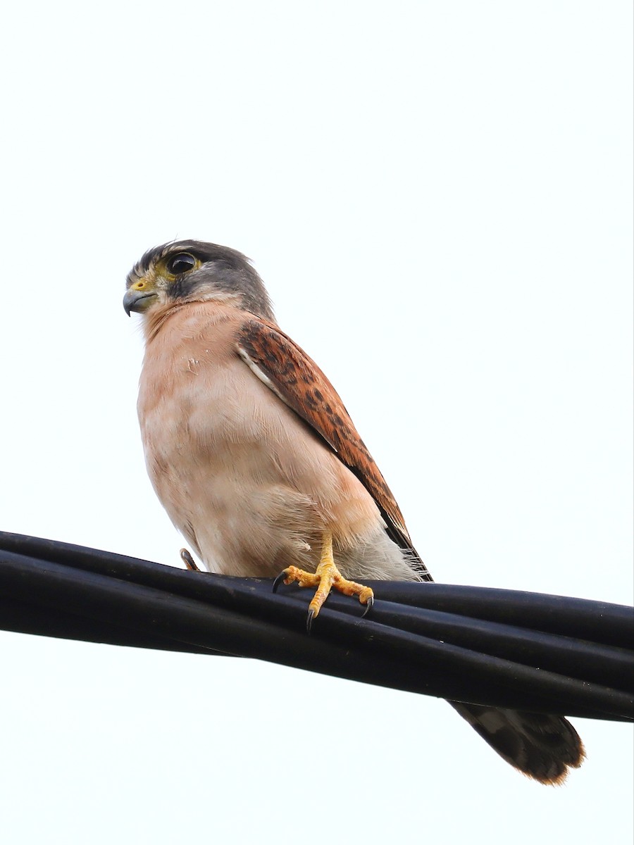 Seychelles Kestrel - ML622354757