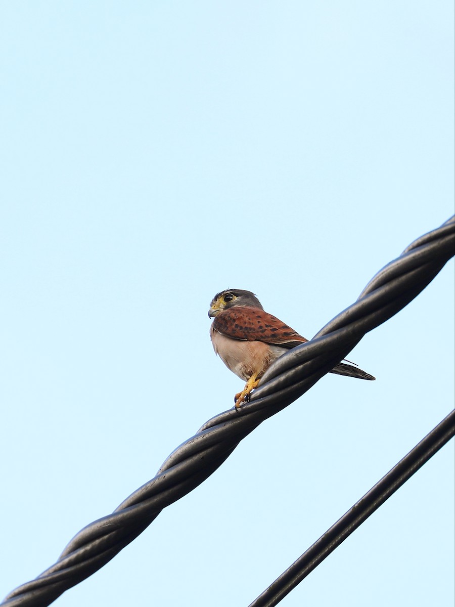 Seychelles Kestrel - ML622354760