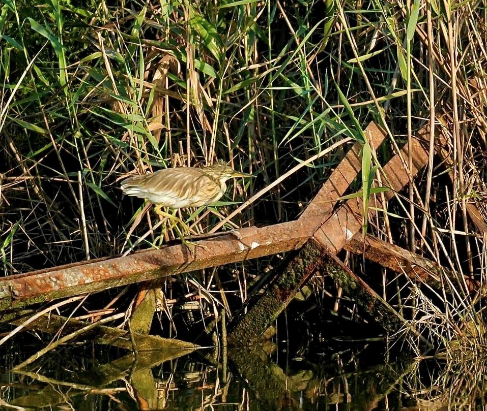 Squacco Heron - ML622354768