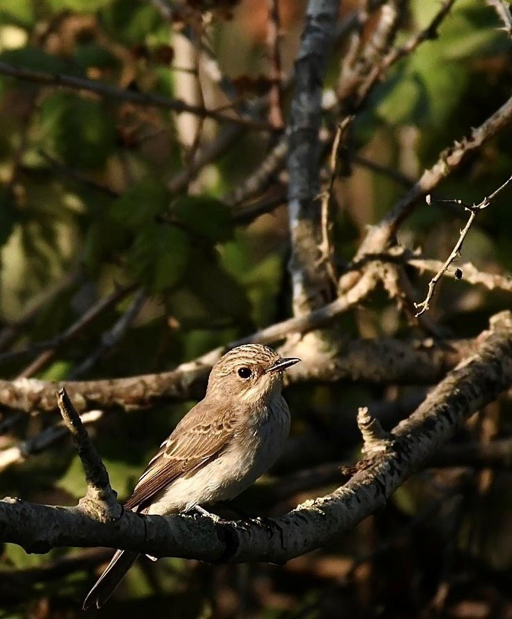 Spotted Flycatcher - ML622354839