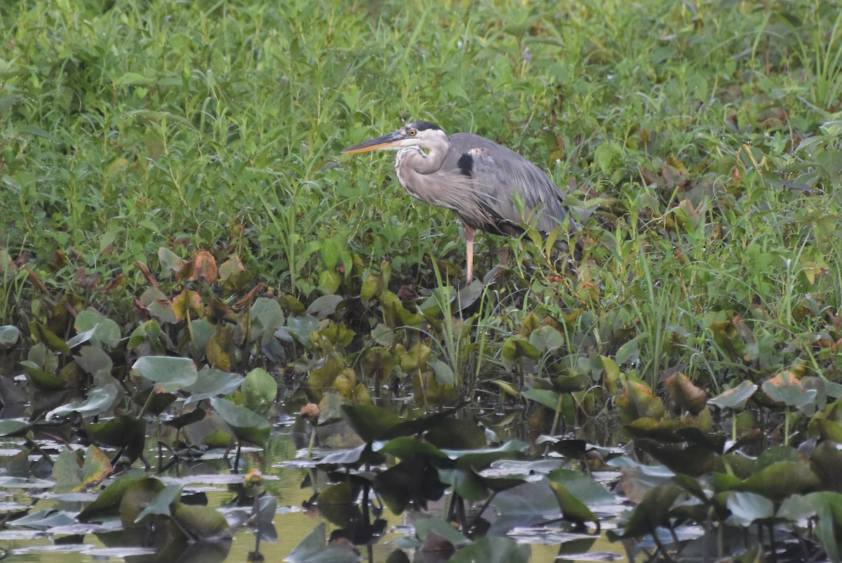 Great Blue Heron - ML622354861