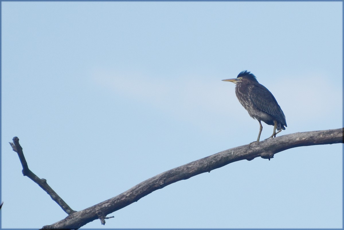 Green Heron - ML622354864