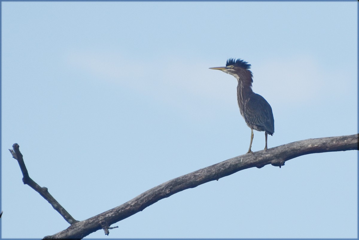 Green Heron - ML622354865