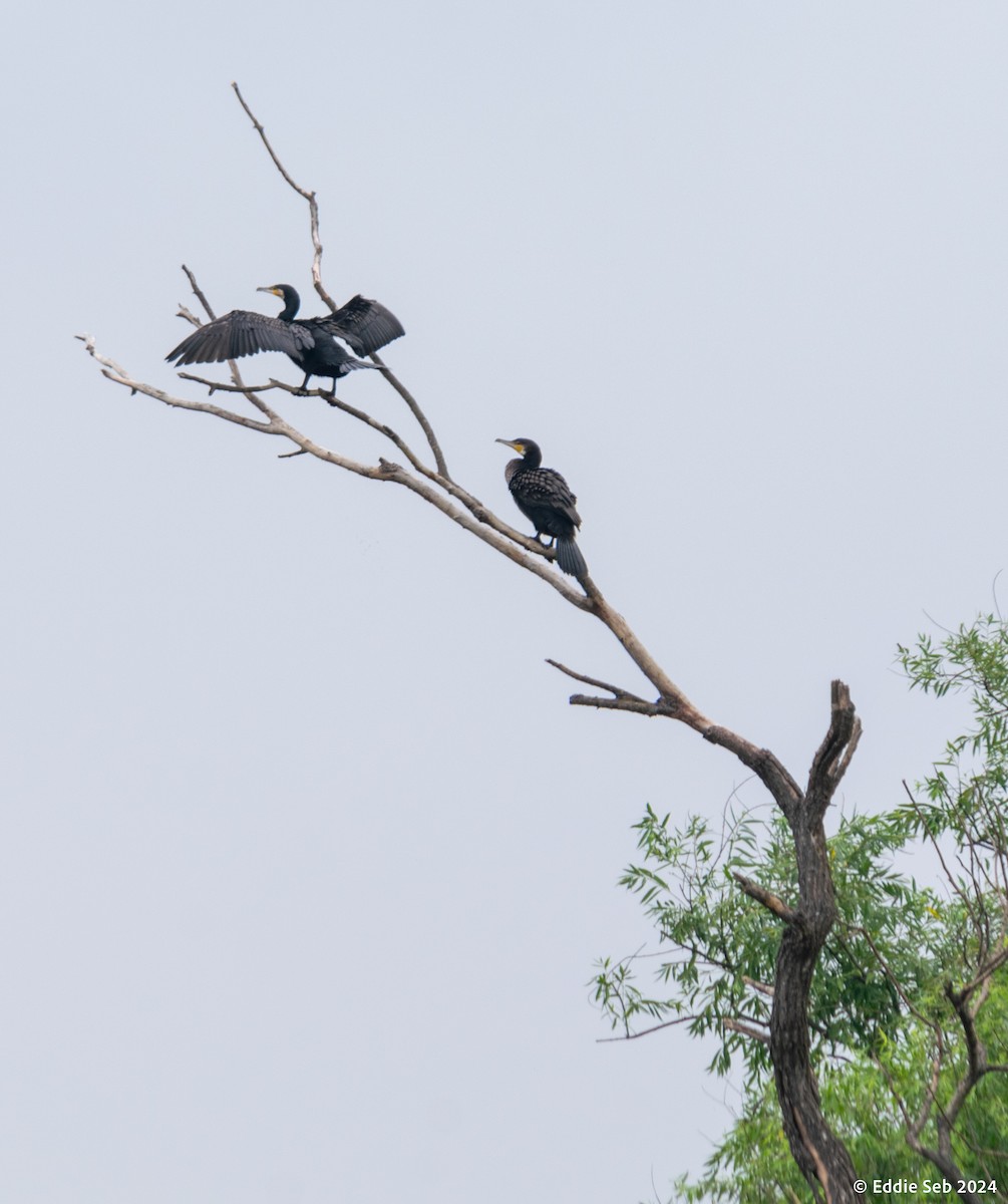 Great Cormorant - Eddie Sebastian