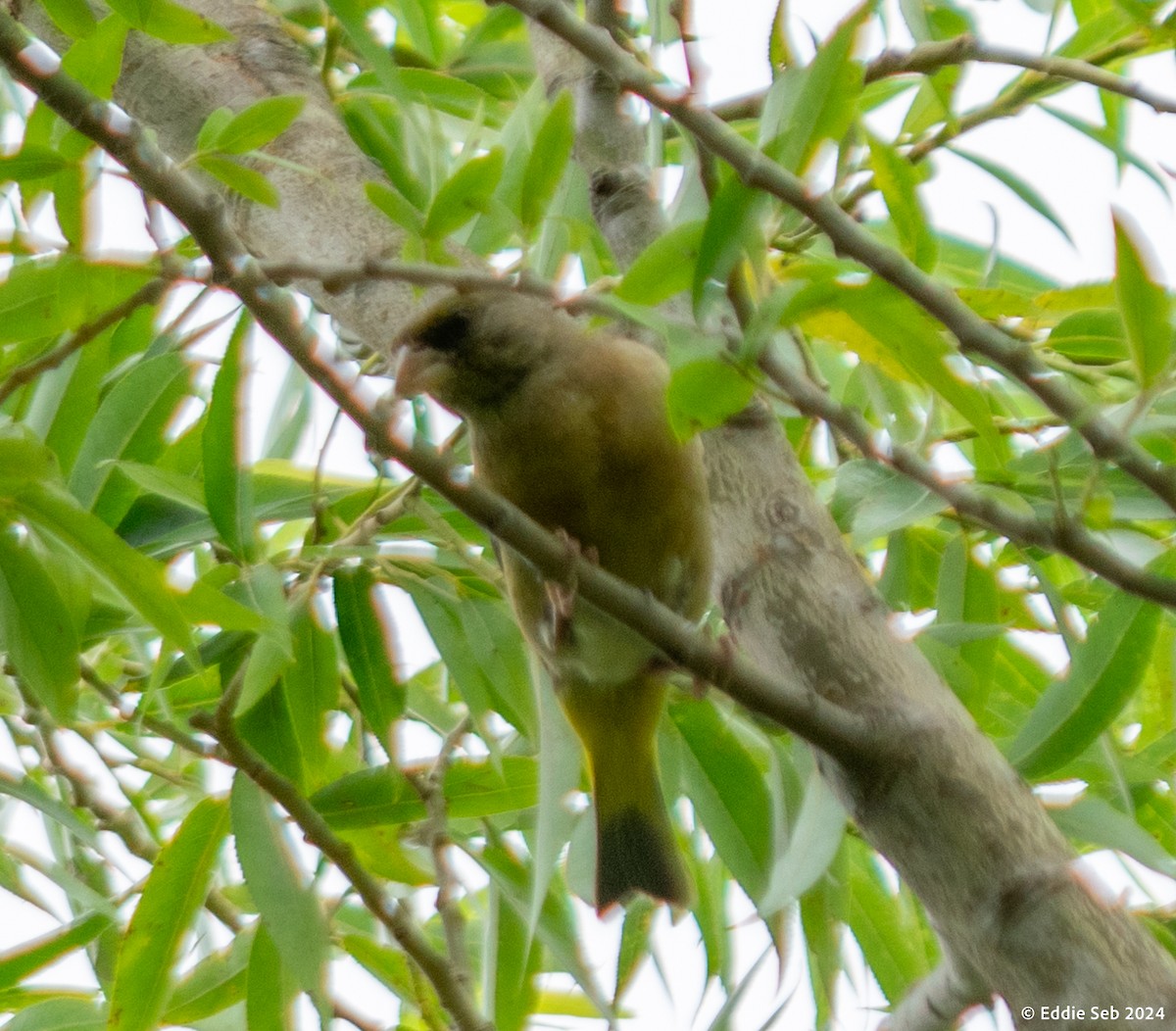 Oriental Greenfinch - ML622354875