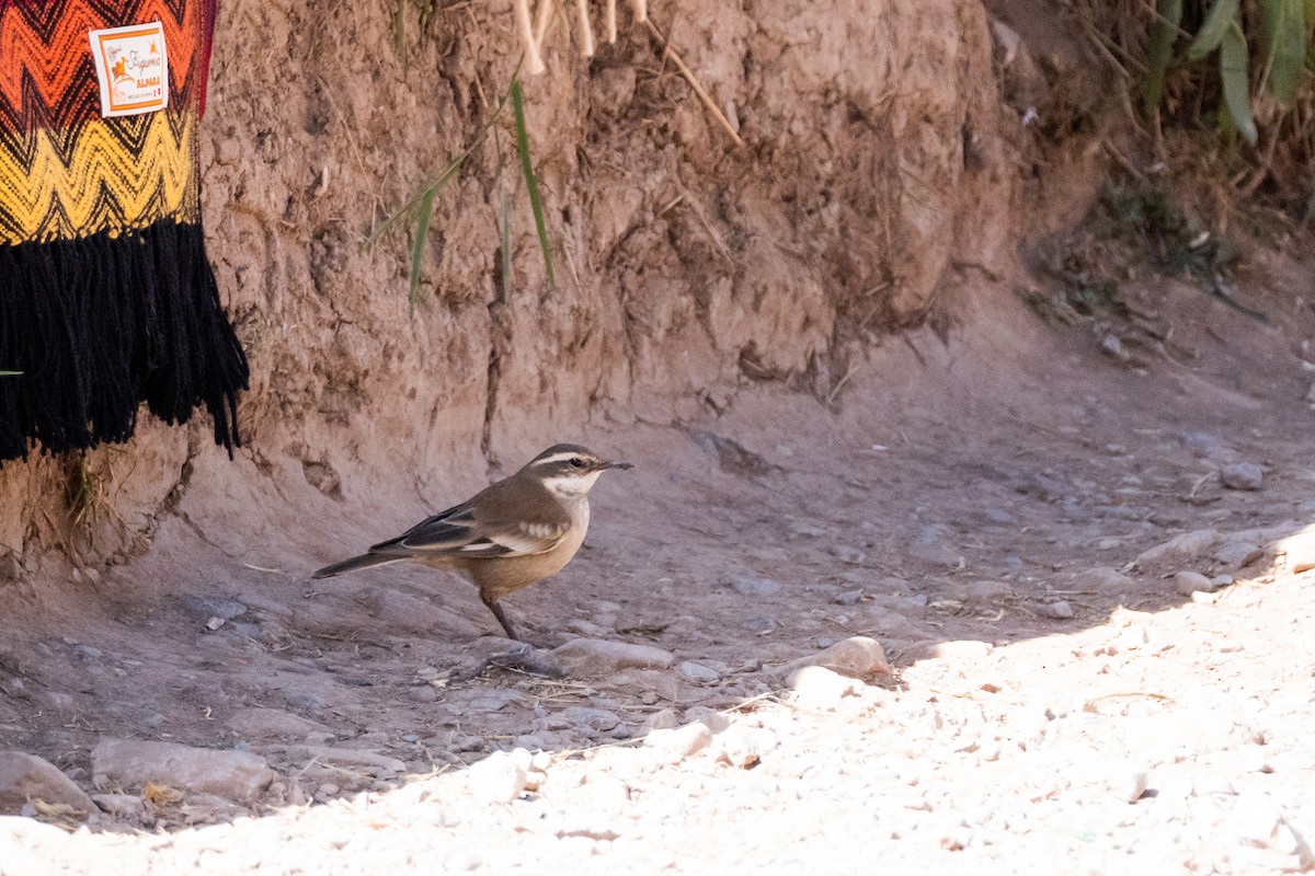 Cream-winged Cinclodes - Riccardo Alba