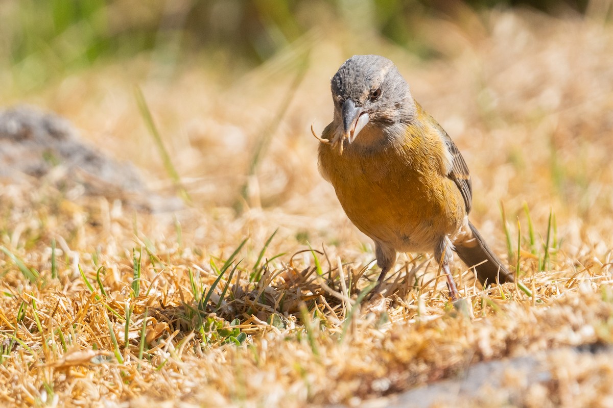 Peruvian Sierra Finch - ML622354934