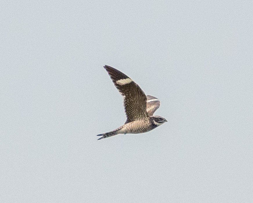 Common Nighthawk - ML622355031