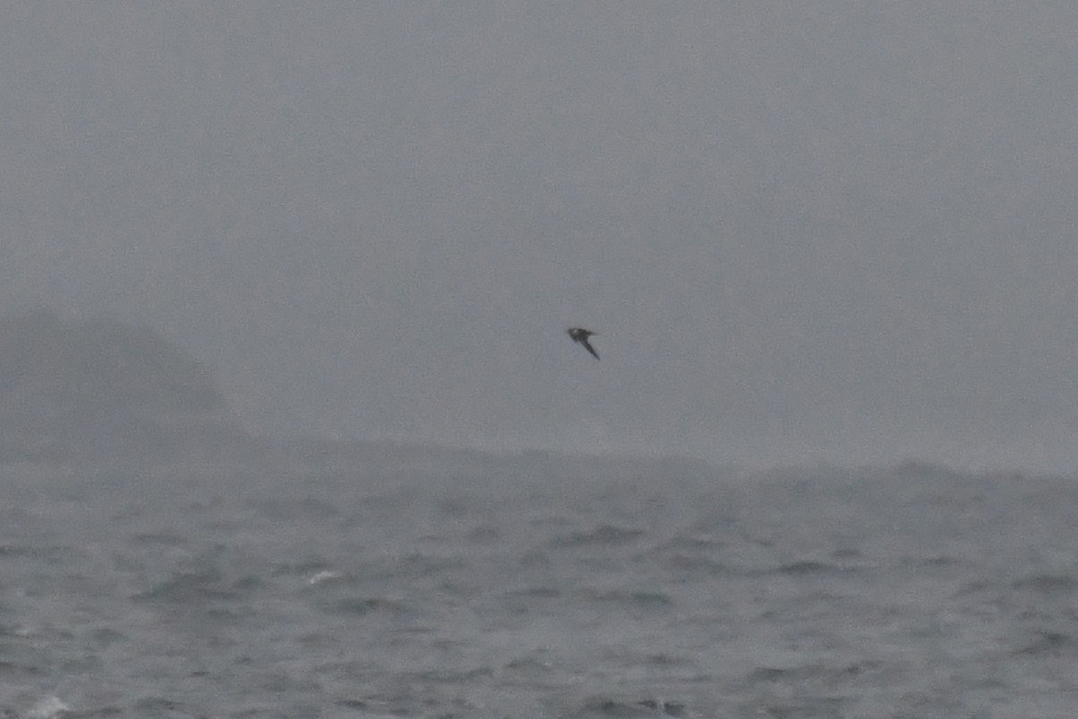 Sooty Tern - ML622355043