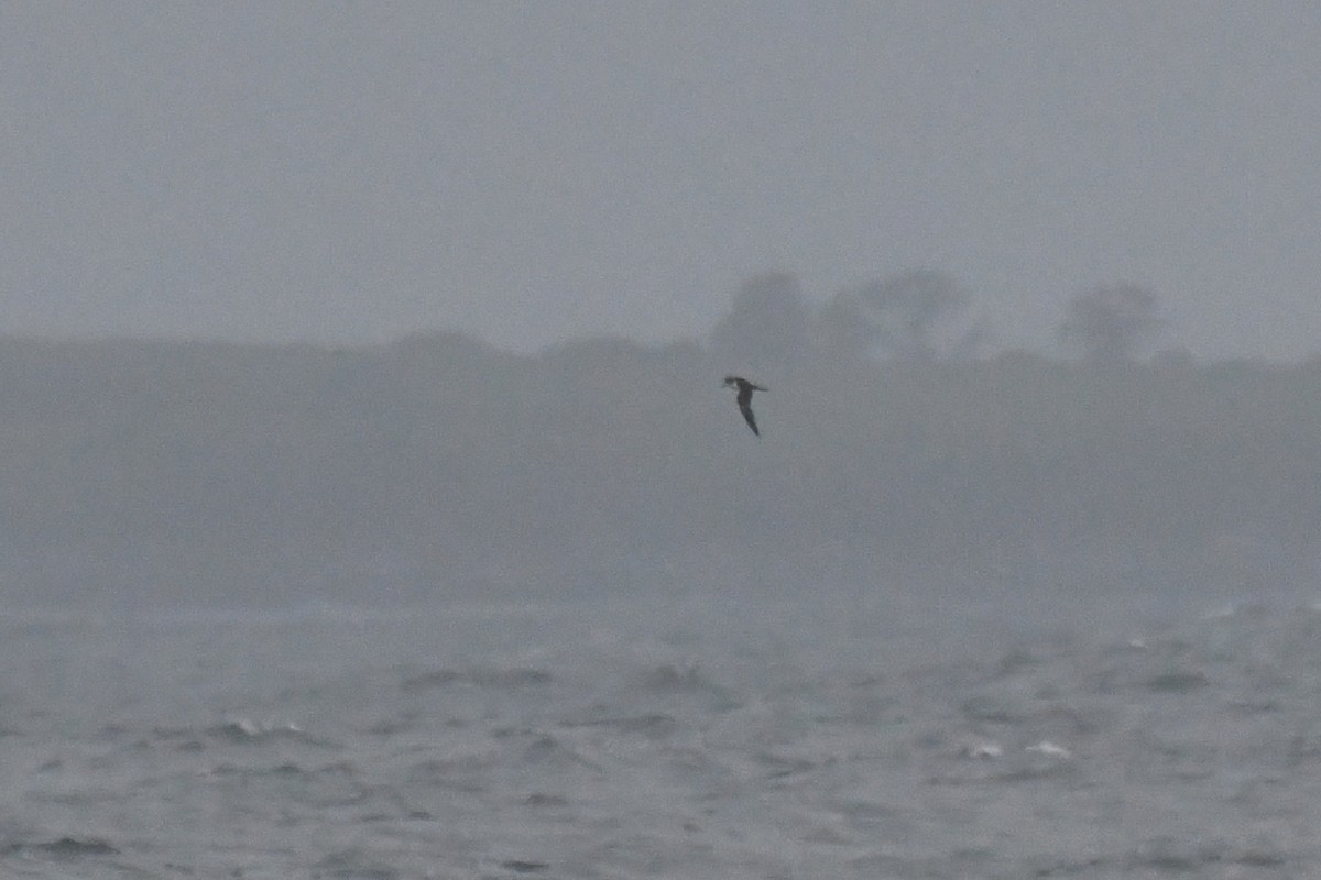 Sooty Tern - ML622355045