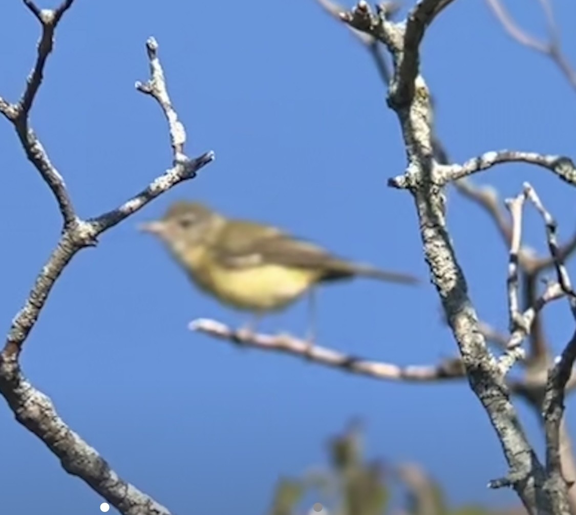 Bell's Vireo - ML622355050