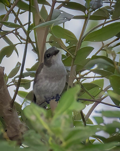 Mangrove Whistler - ML622355098