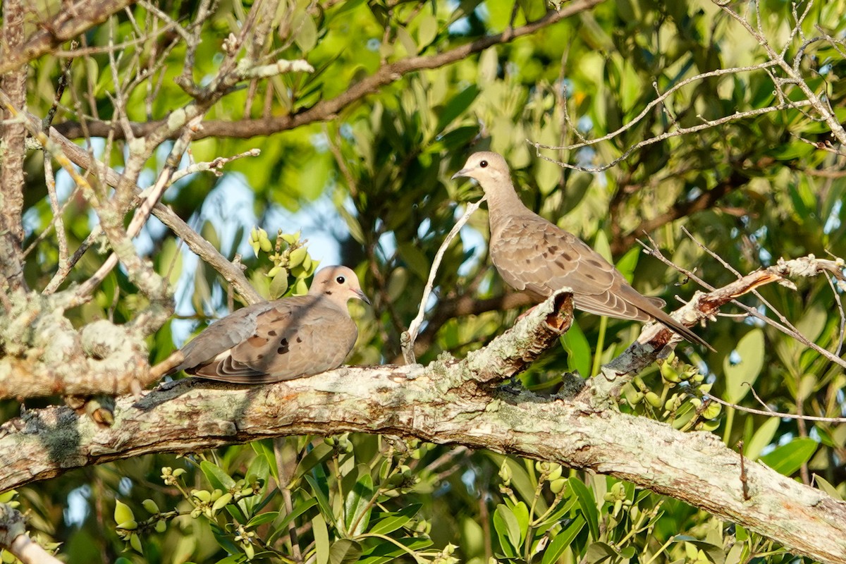 Mourning Dove - ML622355223