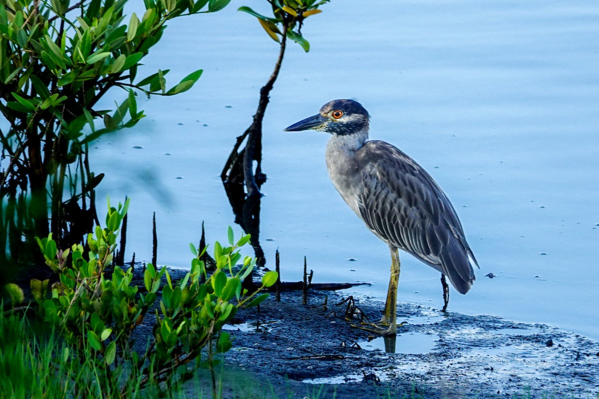 Yellow-crowned Night Heron - ML622355234