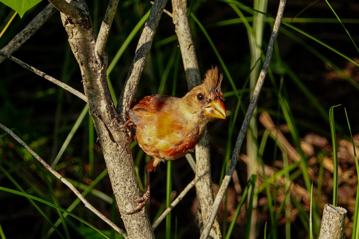 Northern Cardinal - ML622355245