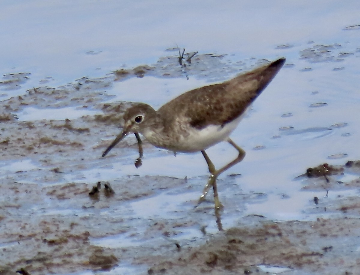 Solitary Sandpiper - Vicki Nebes