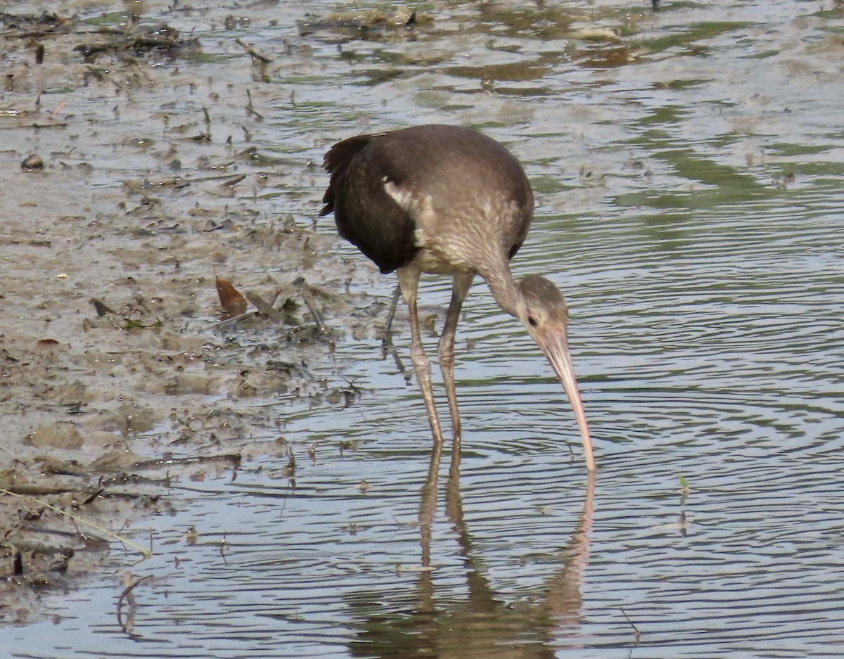 Ibis Blanco - ML622355359