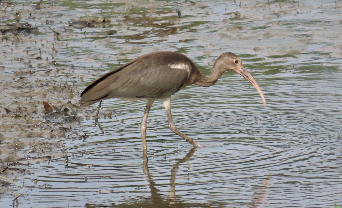 White Ibis - Vicki Nebes