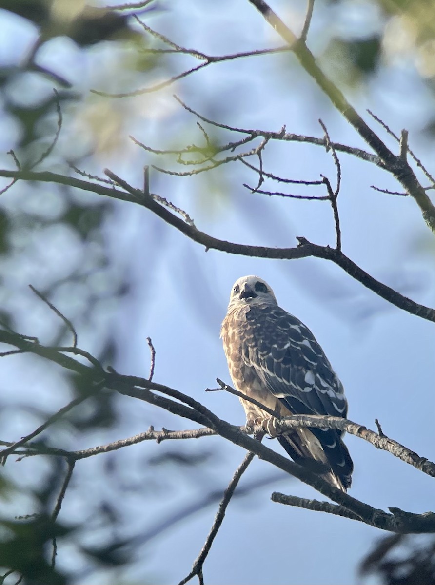 Mississippi Kite - ML622355415