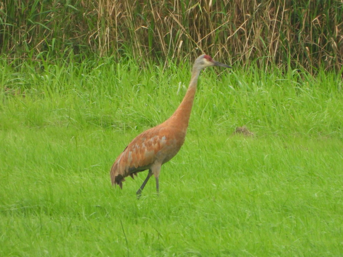 カナダヅル - ML622355521