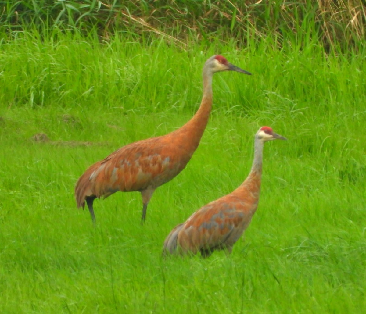 カナダヅル - ML622355523